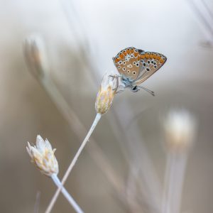 Brown Argus Butterfly on Light to White Natural Background