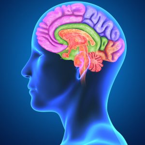brain-parts-with-body-s
