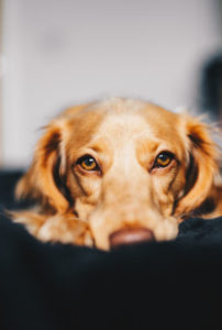 Grieving Pets